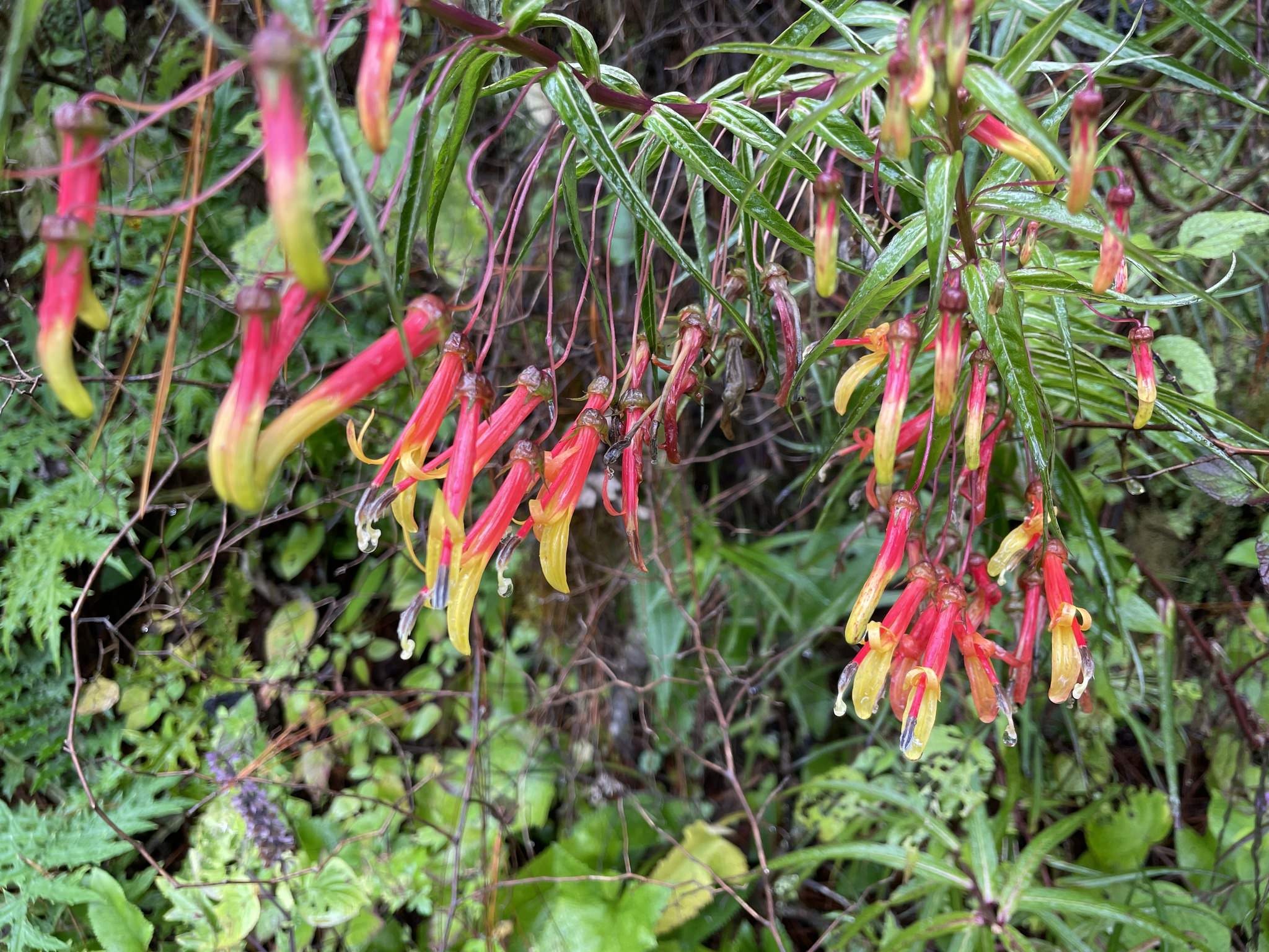Lobelia laxiflora